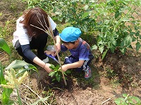 ピーマン・ナス・ミニトマト・オクラ・トウモロコシを大きくなりますようにとお願いしながら植えました